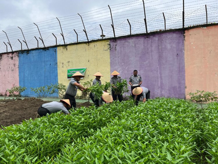 Dukung Program Ketahanan Pangan, Lapas Pekanbaru Panen Sayur