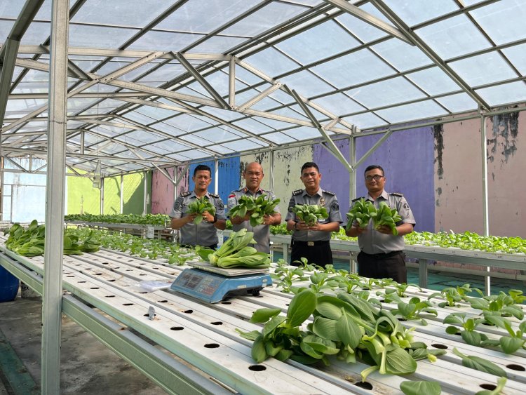 Panen Nanas Madu dan Pakcoy Hidroponik, Lapas Pekanbaru Wujudkan Program Ketahanan Pangan
