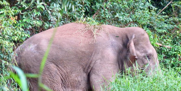 Habitat Gajah Makin Terancam di TNTN, FKGI Rekomendasikan 5 Point Aksi Penyelamatan