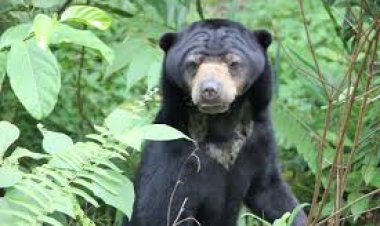 Bhabinkamtibmas Riau Disayat Pisau Saat Evakuasi Beruang Madu