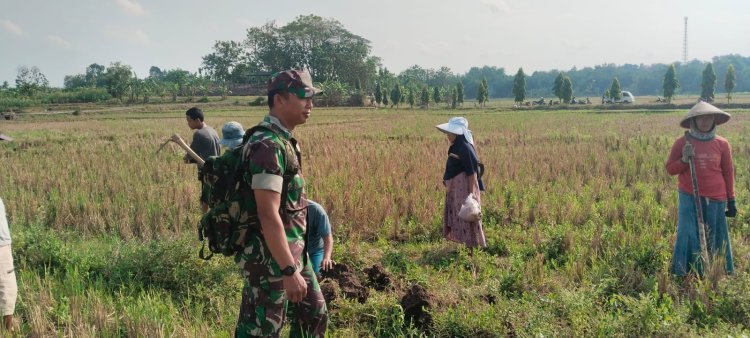 Babinsa Gropyok Tikus Selamatkan Padi Kemusu