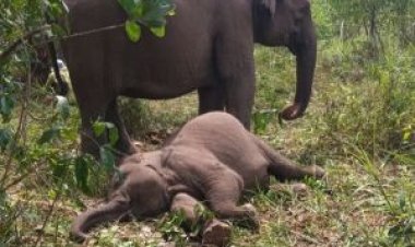 Misteri Kematian Gajah Sumatera di TNTN, Virus EEHV Jadi Ancaman