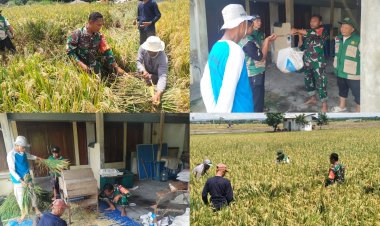 Babinsa Nogosari Dampingi Ubinan Padi Pastikan Data Produksi Akurat