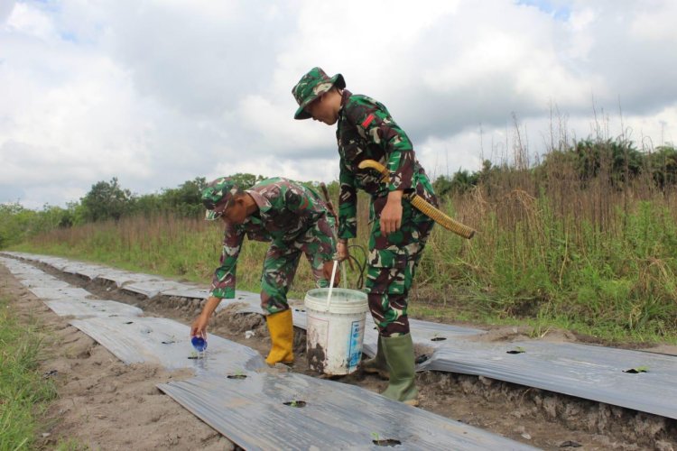 Untuk Menyukseskan Program Kasad, Lahan Kosong Milik Kodim 1012/Buntok Seluas 5 Hektar Diubah Menjadi Kebun Semangka
