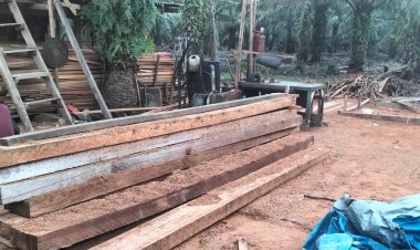 Ilegal Logging Beroperasi Tanpa Tersentuh Hukum: Ancaman Terhadap Lingkungan