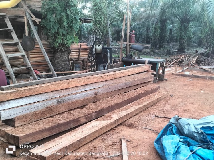 Ilegal Logging Beroperasi Tanpa Tersentuh Hukum: Ancaman Terhadap Lingkungan