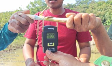 Babinsa dan PPL Ubinan Prediksi Panen Padi Boyolali