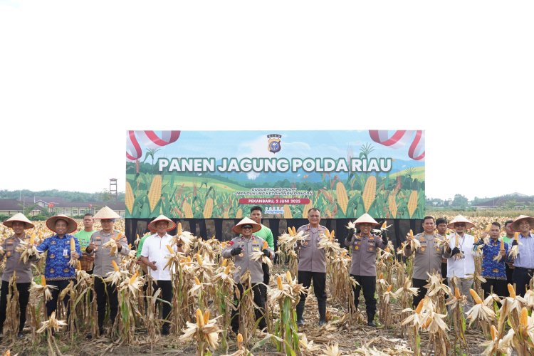 Dukung Swasembada Pangan 2025, Polda Riau Kembali Panen Jagung