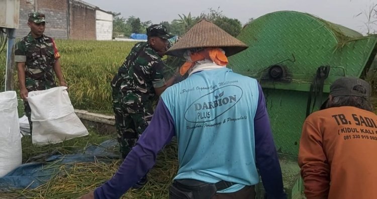 Babinsa Panen Raya, TNI Dukung Petani Sragen