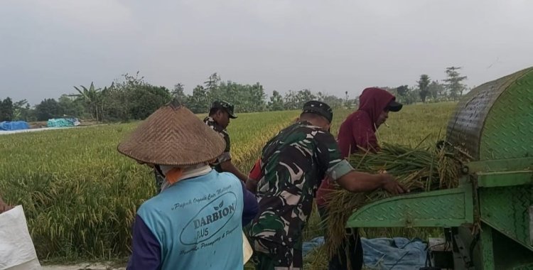 Babinsa Panen Raya, TNI Dukung Petani Sragen
