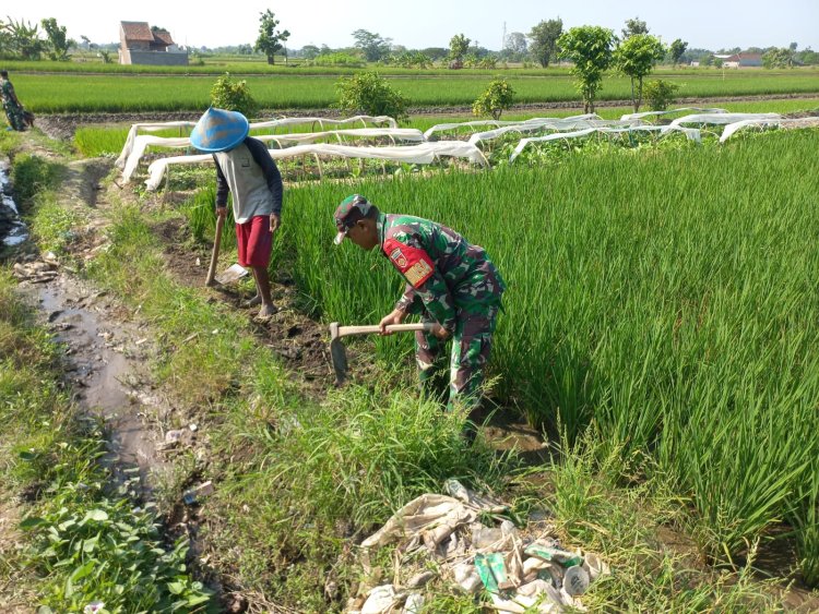 Babinsa Bantu Petani Basmi Gulma di Boyolali
