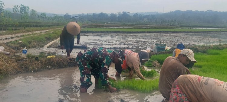 Babinsa Simo Dampingi Petani Percepat Tanam Padi di Boyolali