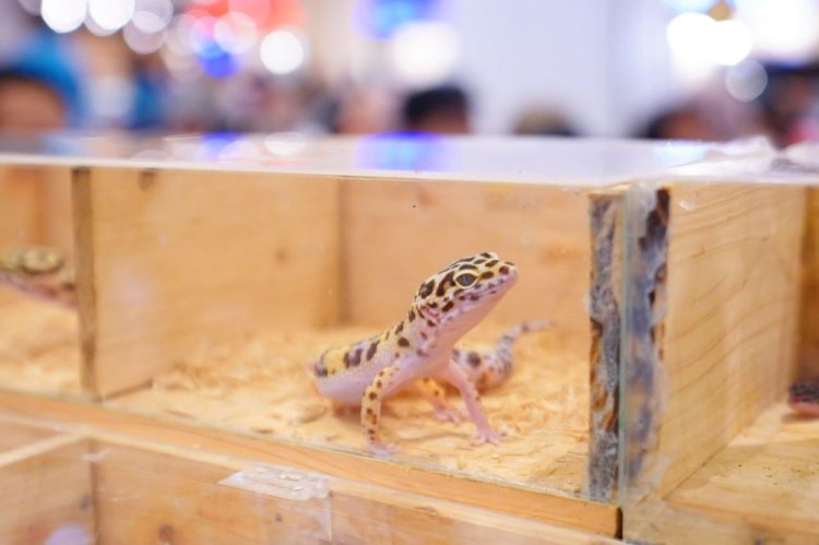 Leopard Gecko Jadi Primadona Pameran Reptil di Pets Day Out 2025 Pekanbaru
