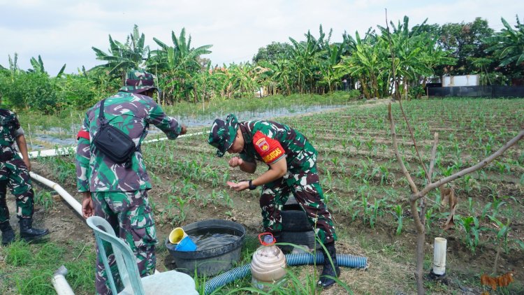 TMMD 125 Kodim Surakarta Fokus Ketahanan Pangan, Dansatgas Tinjau Penanaman Jagung