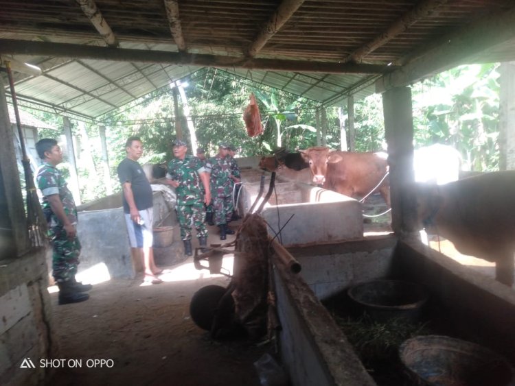 Danramil Gesi Pantau Kesehatan Ternak Sapi Sragen