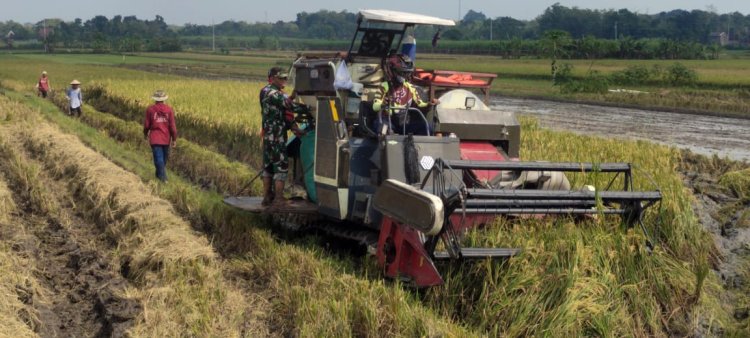 Babinsa Sragen Bantu Petani Panen Padi Gunakan Mesin Combi