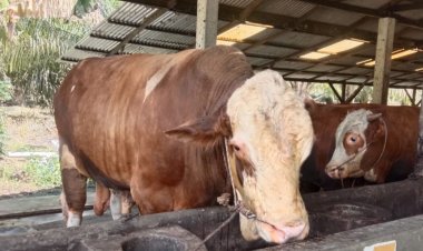 Sapi Jumbo Riau Diusulkan Jadi Bantuan Presiden Iduladha 1447 H