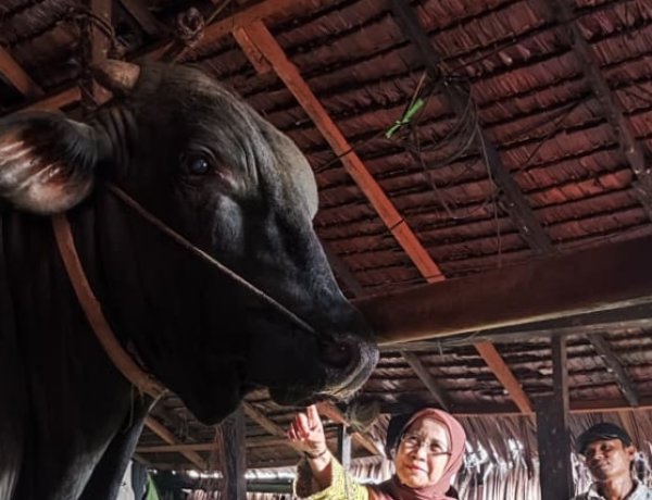 Sapi Jumbo Riau Diusulkan Jadi Bantuan Presiden Iduladha 1447 H