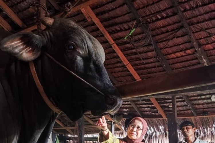 Sapi Jumbo Riau Diusulkan Jadi Bantuan Presiden Iduladha 1447 H