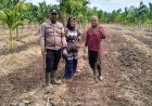 Polsek Merbau Cek Lahan Jagung Desa Bandul Dukung Swasembada Pangan