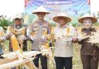 Panen Jagung Banjar Guntung 2026 Perkuat Ketahanan Pangan