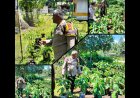 Bhabinkamtibmas Rangsang Barat Tinjau Pekarangan Pangan Bergizi Warga di Meranti