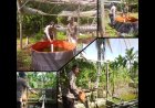 Polsek Merbau Dukung Ketahanan Pangan Lewat Sambang Peternak Ikan