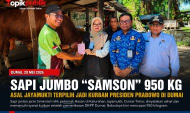 Sapi Jumbo Samson 950 Kg Jadi Kurban Presiden Prabowo di Dumai