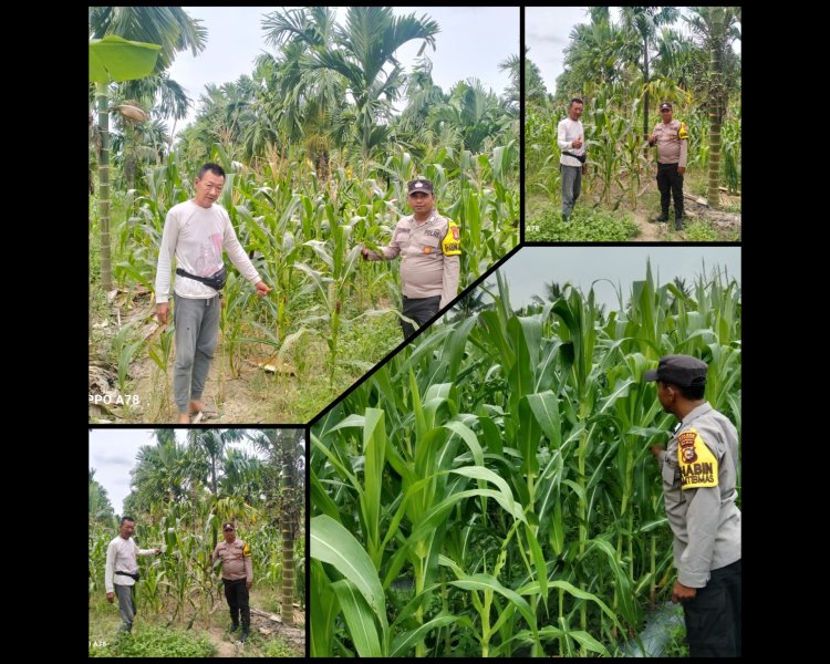 Bhabinkamtibmas Polsek Merbau Pantau Jagung Pipil Dukung Ketahanan Pangan