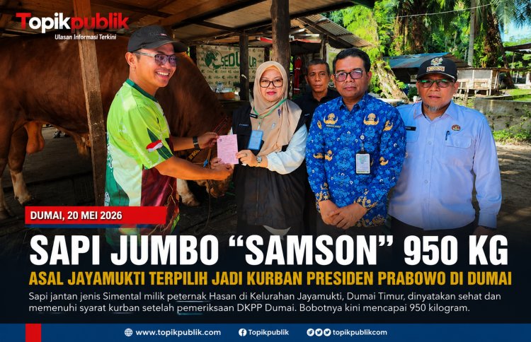 Sapi Jumbo Samson 950 Kg Jadi Kurban Presiden Prabowo di Dumai