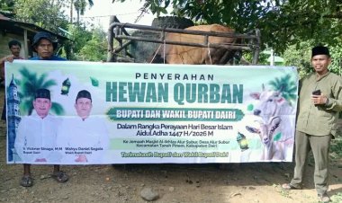 Pemerintah Kabupaten Dairi, Serahkan Hewan Kurban Ke Masjid Al-Ikhlas Alur Subur