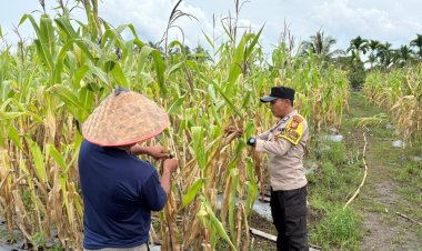Polsek Merbau Kawal Ketahanan Pangan, Pantau Lahan Jagung Warga