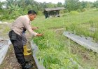 Dukung Swasembada Pangan Nasional  Polsek Merbau Tanam Cabe Di Bagan Melibur.