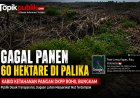 Kabid Ketahanan Pangan DKPP Rohil Bungkam Soal Gagal Panen 60 Hektare