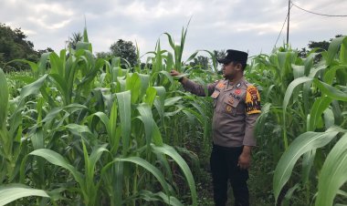 Polsek Tebing Tinggi Barat Monitoring dan Pembinaan Tanaman Jagung Milik Kelompok Tani Tunas Harapan Maju Desa Gogok Darussalam