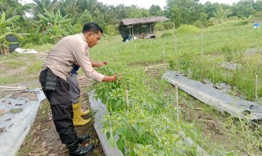 Dukung Swasembada Pangan Nasional  Polsek Merbau Tanam Cabe Di Bagan Melibur.