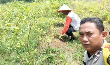 Aipda Wempi Kamri Personil Polsek Pangkalan Kerinci Giat Monitoring Lahan Pekarangan Bergizi Guna Dukung Ketahanan Pangan