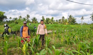 POLSEK TEBING TINGGI BARAT LAKUKAN PEMBINAAN PETANI DESA PADANG KAMAL. 