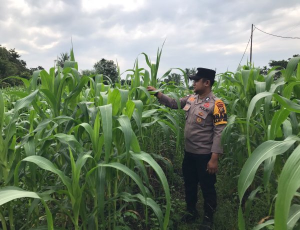 Polsek Tebing Tinggi Barat Monitoring dan Pembinaan Tanaman Jagung Milik Kelompok Tani Tunas Harapan Maju Desa Gogok Darussalam