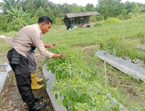 Dukung Swasembada Pangan Nasional  Polsek Merbau Tanam Cabe Di Bagan Melibur.