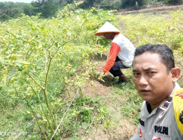 Aipda Wempi Kamri Personil Polsek Pangkalan Kerinci Giat Monitoring Lahan Pekarangan Bergizi Guna Dukung Ketahanan Pangan
