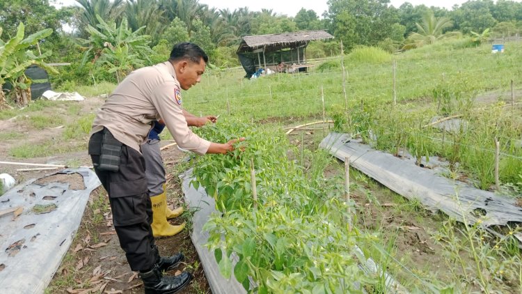 Dukung Swasembada Pangan Nasional  Polsek Merbau Tanam Cabe Di Bagan Melibur.